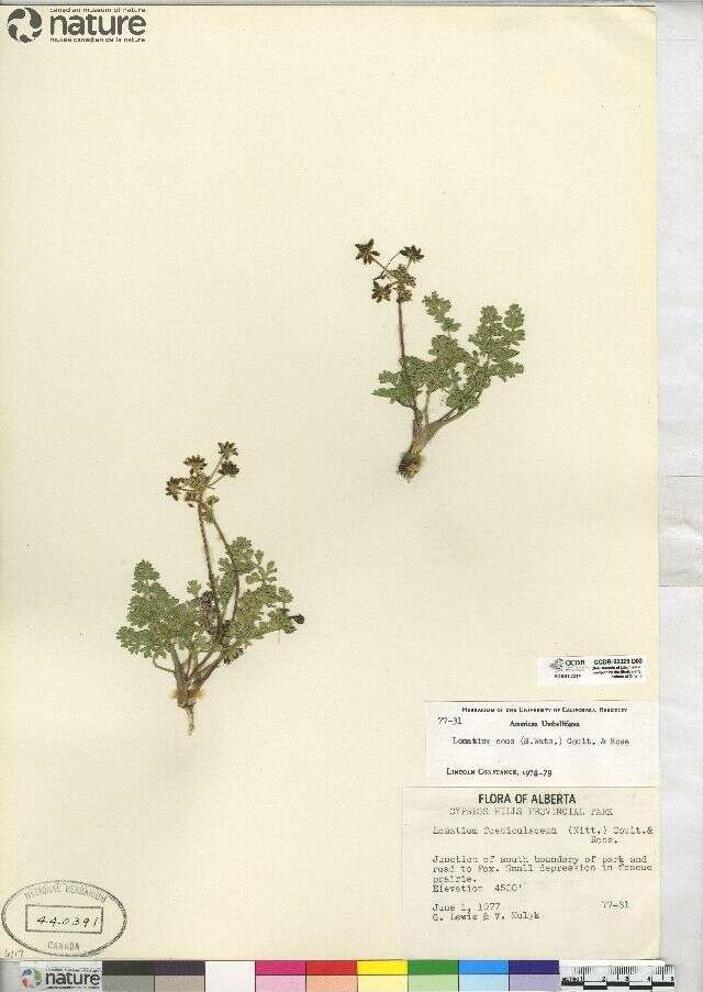 Image of cous biscuitroot