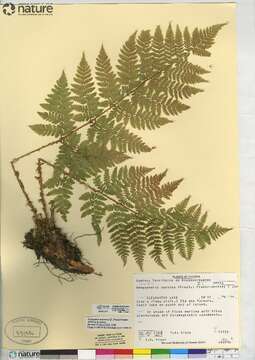 Image of spreading woodfern