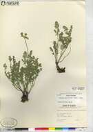 Imagem de Lomatium cous (S. Wats.) Coult. & Rose