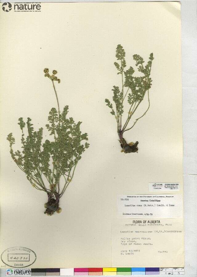 Lomatium cous (S. Wats.) Coult. & Rose resmi