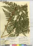 Image of spreading woodfern