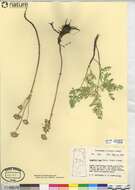 Lomatium cous (S. Wats.) Coult. & Rose resmi