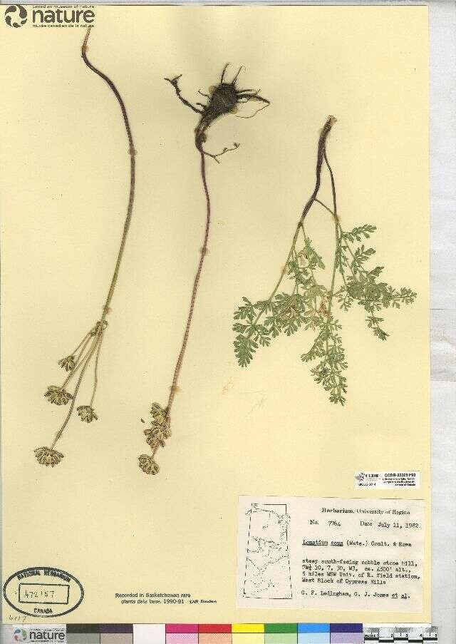Imagem de Lomatium cous (S. Wats.) Coult. & Rose