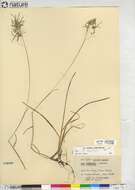 Image de Poa laxiflora Buckley