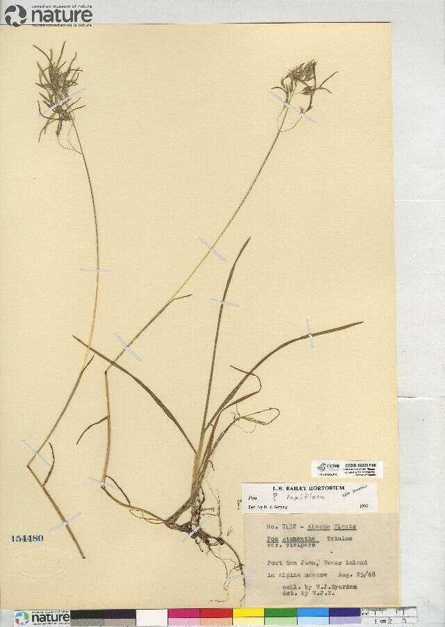 Image de Poa laxiflora Buckley