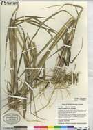 Image of common cordgrass