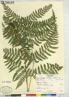 Image of spreading woodfern