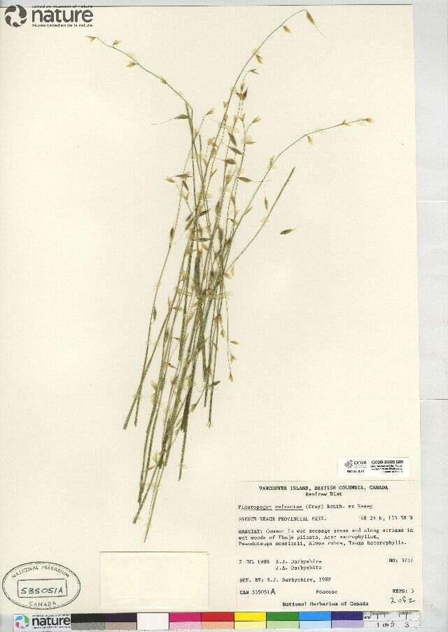 Image of Nodding False Semaphore Grass