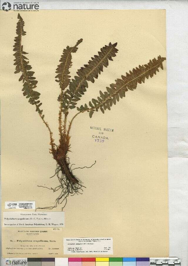 Image de Polystichum scopulinum (D. C. Eat.) Maxon