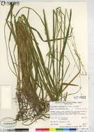 Image of Nodding False Semaphore Grass