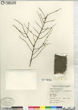 Image of western hemlock