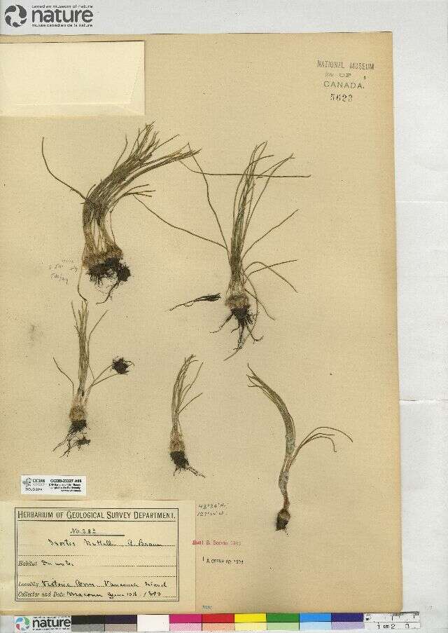 Image of Nuttall's Quillwort