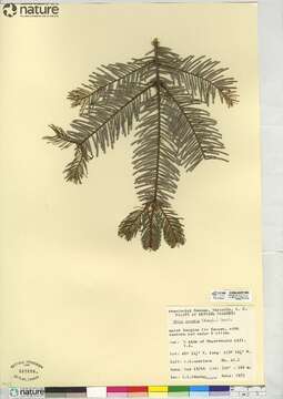 Image of Giant Fir