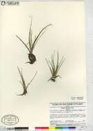 Image of shore quillwort