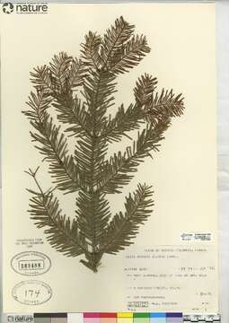 Abies grandis (Douglas ex D. Don) Lindl. resmi