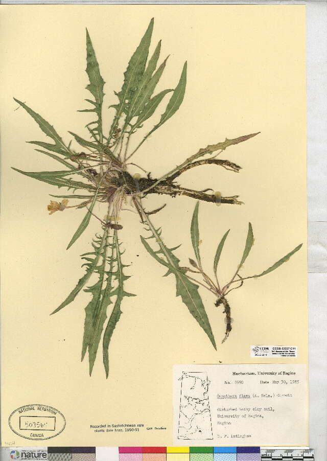 Plancia ëd Oenothera flava (A. Nels.) Garrett