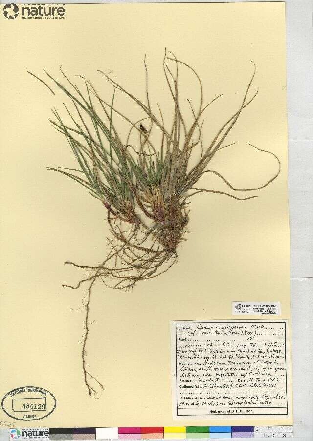 Imagem de Carex tonsa var. tonsa