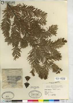 Image of Giant Fir