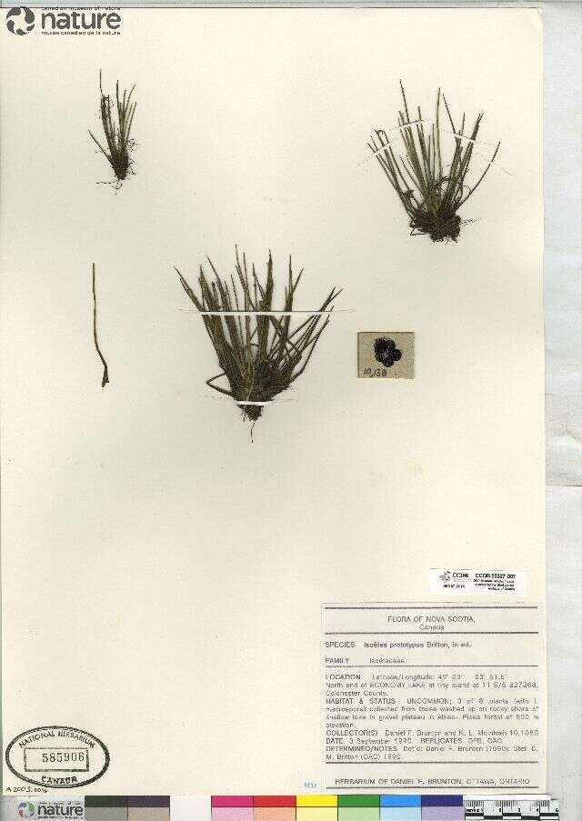 Image of Spike Quillwort