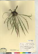 Plancia ëd Oenothera flava (A. Nels.) Garrett