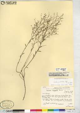 Image of Leggett's pinweed