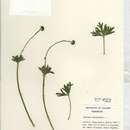 Image of Narcissus-Flower Thimbleweed