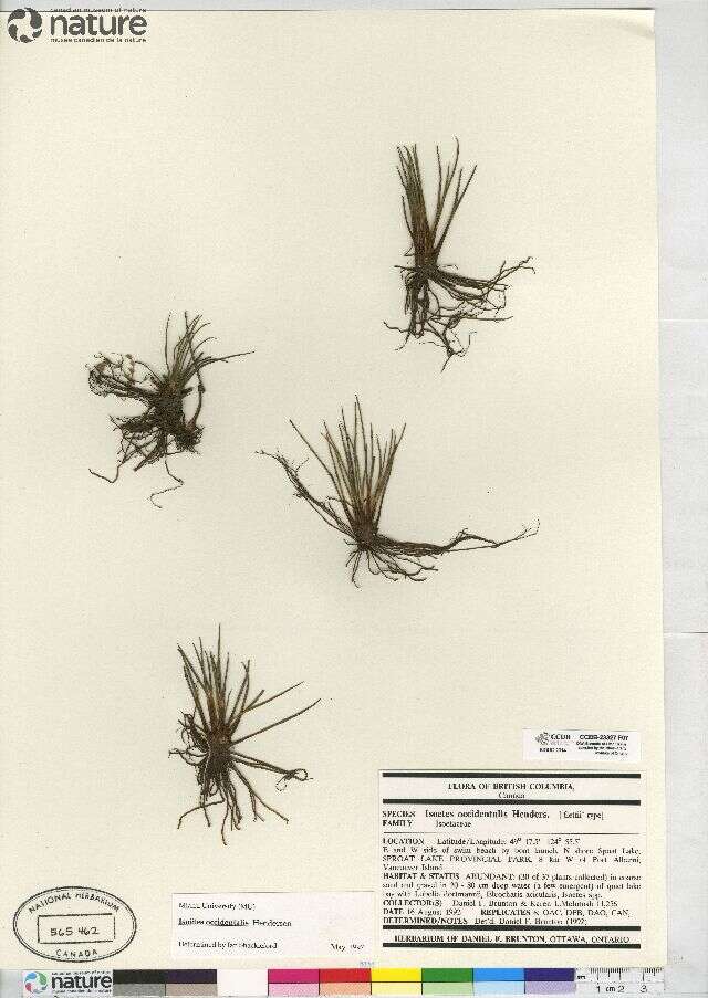 Image of Flett's Quillwort