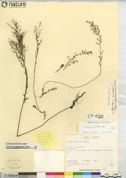 Image of Leggett's pinweed