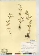 Image of Slender-Fruit Willowherb