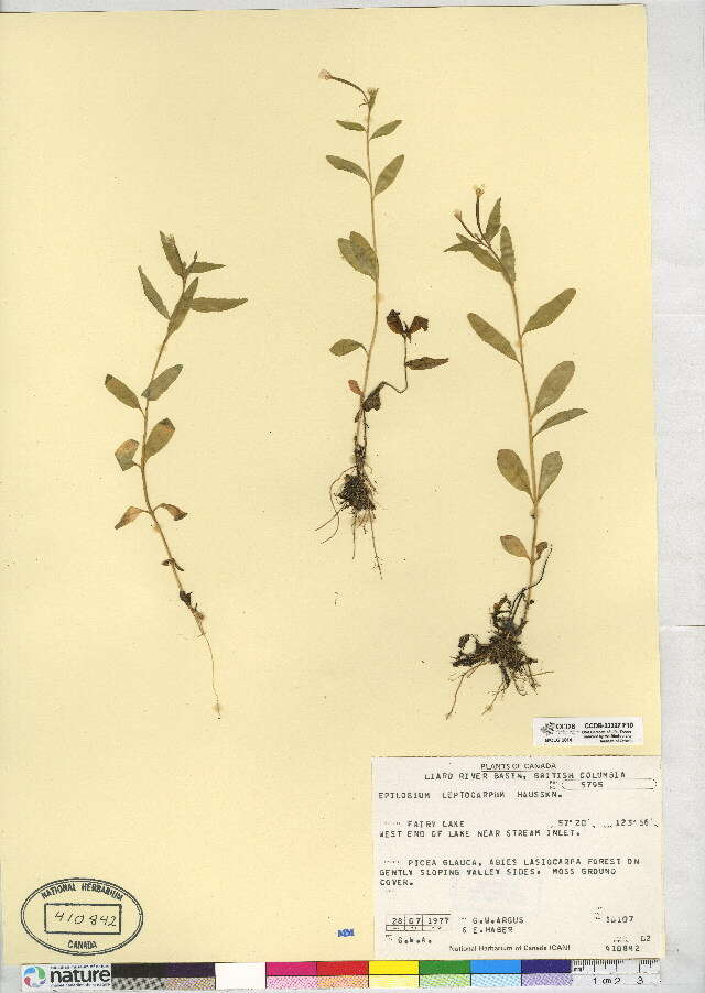 Image of Slender-Fruit Willowherb