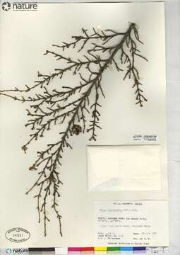 Image of western hemlock