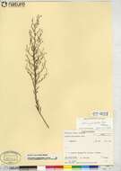 Image of Leggett's pinweed