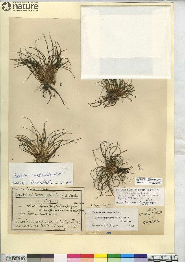 Image of Isoetes acadiensis