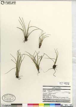 Image of Flett's Quillwort