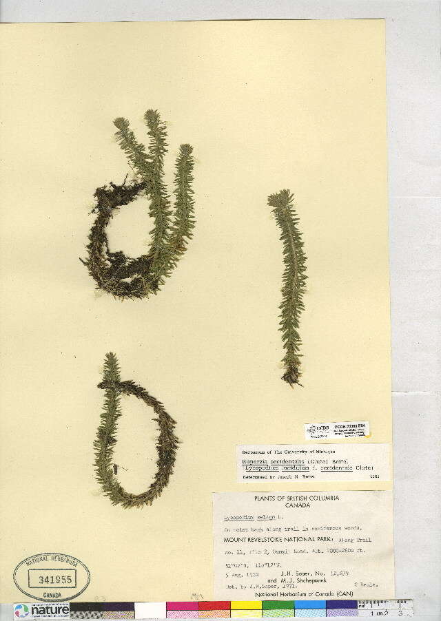 Image of western clubmoss