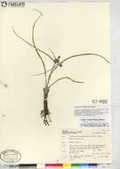 Image of prairie spiderwort