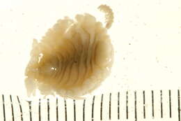 Image of Argeiinae Markham 1977