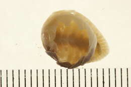 Image of Bopyridae Rafinesque 1815