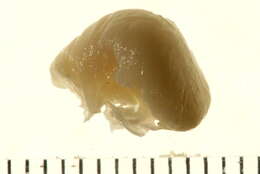 Image of Clistosaccidae Boschma 1928