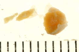 Image of Clistosaccidae Boschma 1928