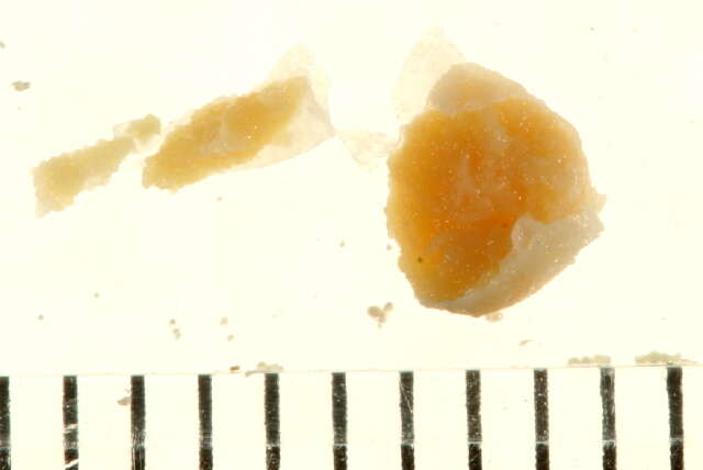 Image of Sylon hippolytes M. Sars 1870