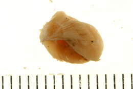 Image of Sylon hippolytes M. Sars 1870