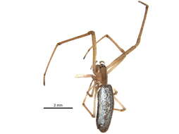 Image of Silver Longjawed Orbweaver