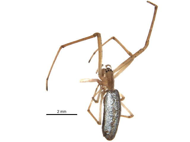 Image of Silver Longjawed Orbweaver