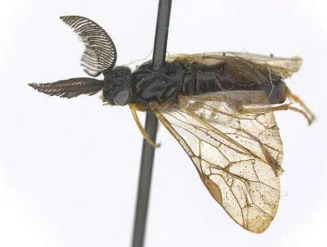 Image of European pine sawfly