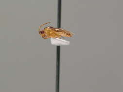 Imagem de <i>Acorduloceridea compressicornis</i>