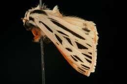 Image of Arge Moth