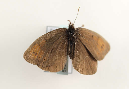 Image of Erebia pandrose