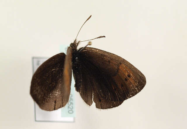 Image of Erebia pandrose