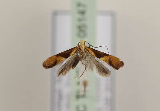 Image of Caloptilia aurantiaca (Wollaston 1858)